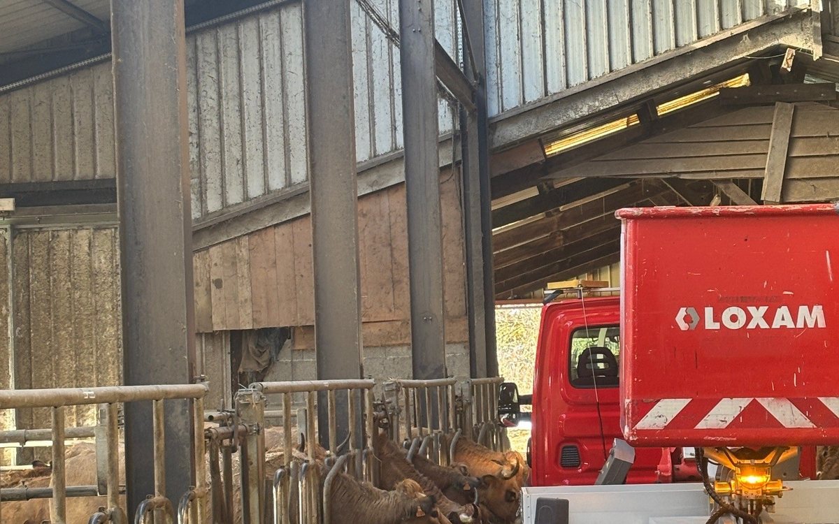 Caméra installée dans une stabulation pour la surveillance des vêlages